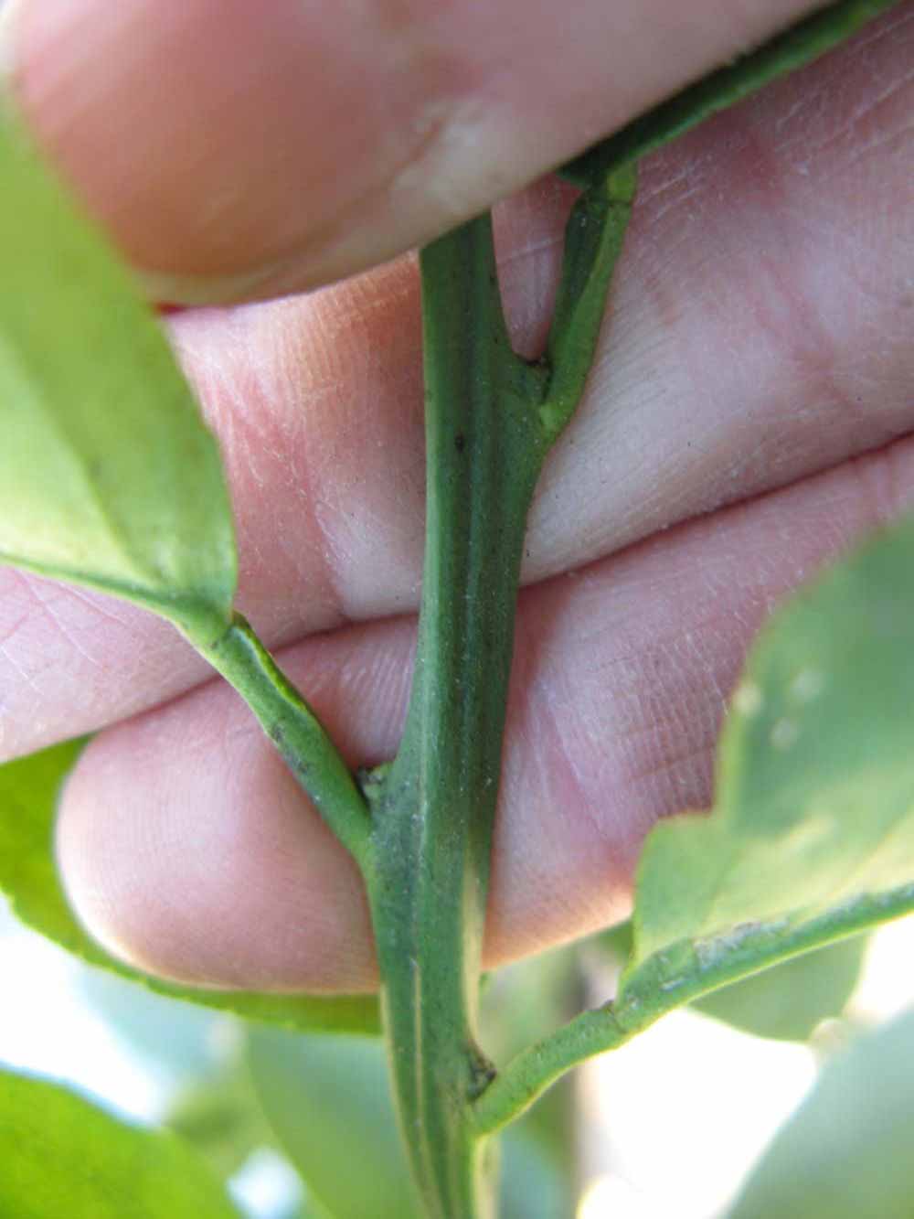              First year twig (Winter Haven, FL)       